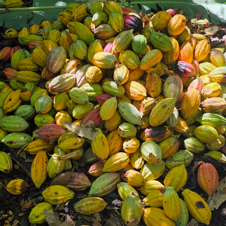 Edelkakaopulver (geröstet) Madagaskar